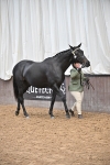 Class 7 - ROR Tattersalls In Hand portfolio