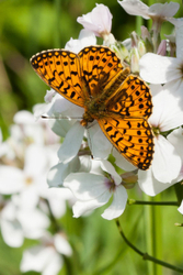 Small Pearl Bordered Fritillary - Boloria selene