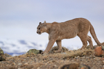 Puma Petaca on the move late afternoon, Torres del Paine, Chile