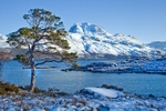 Scots Pine and Slioch