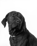 Pets portfolio