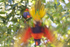 Lorikeet Blur 5 0A3A2300