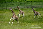 Longleat 150614 8a