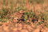 Calandra Lark foraging in field, Montgai, Spain
