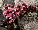 English Stonecrop (03)