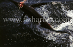 Leaping Stripped Marlin.