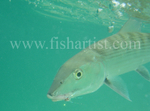 Bonefish Photo - Bubbles in the Blue.