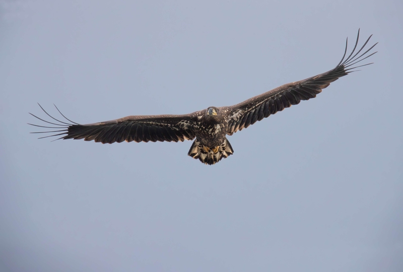 White Tailed Eagle - Isle of Mull - Scotland