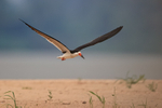 Black Skimmer portfolio
