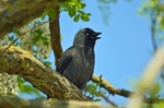 Jackdaw