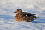 Mallard