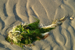 West Wittering - 20