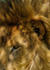 Big Cats-7