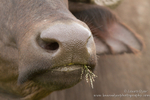 Buffalo portrait