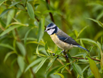 Blue Tit