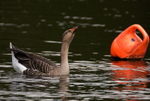 Greylag Goose