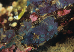Hymedesmia paupertas