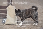BPP_6516