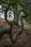 Day 45 - Amazing Branch