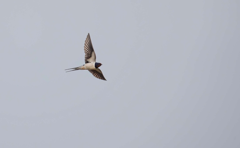 Swallow - River Bollin - Cheshire