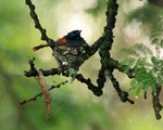 African Paradise-flycatcher portfolio