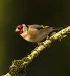 GOLDFINCH REF GOLD 3