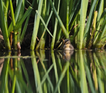 Mallard - Anas platyrhynchos