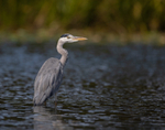 Grey Heron - Ardea cinerea