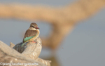 Grey- headed Kingfisher