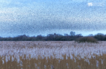 Starlings, Avalon Marshes_GS1092