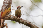 Black-cheeked Woodpeck...