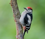 Great Spotted Woodpecker