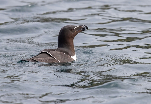 Razorbill - (Alca Torda)