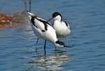 Avocets