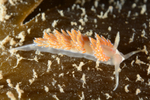 Facelina auriculata
