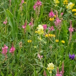Alpine meadow with )  and  blue/purple meadow clary (Salvia pratensis and Yellow rattle (Rhinathus sp)