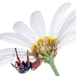 jumping spider (Philaeus chrysops) MYN