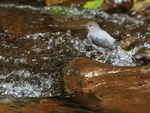 American Dipper perched on rock, Costa Rica