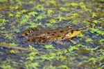 Marsh Frog