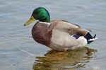 Mallard