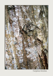 Carpinus betulus