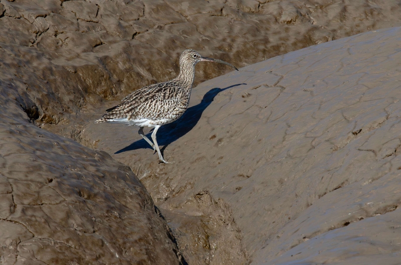 Eurasian Curlew - Dee Estuary - North Wales