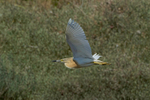 Squacco Heron