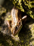 Viviparous Lizard (01)