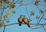 Woodpigeons