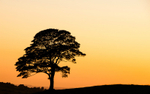 Tree Silhouette from The Roaches
