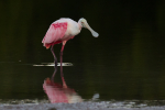 Roseate Spoonbill