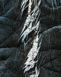 Veins