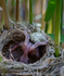 Common Cuckoo (Cuculus canorus) ejecting Reed Warbler (Acrocepha