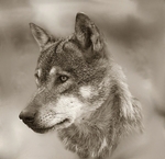 523 Wolf